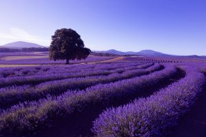 Levandulová farma v Nabowle, Tasmánie, Austrálie - Zájezd Australie - Zájezd a dovolená Austrálie